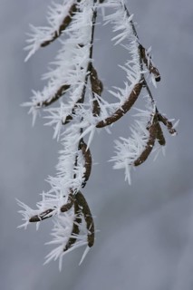 Ice crystal hanging on birch tree in winter, Brandenburg, Germany