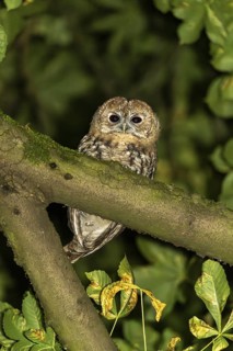Tawny owl (Strix aluco), Westend Nord, Frankfurt am Main, Hesse, Germany