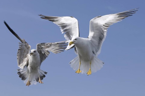 Lesser Black-backed Gull (Larus fuscus) flying, Texel, Netherlands