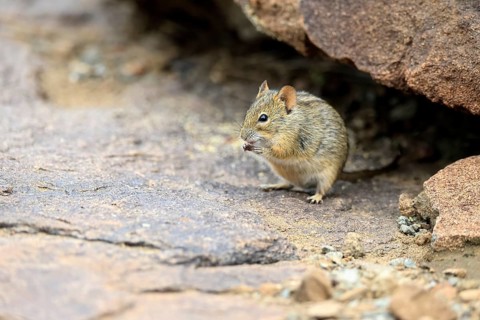 Typical striped grass mouse (Lemniscomys striatus), adult, alert, foraging, Mountain Zebra NP,