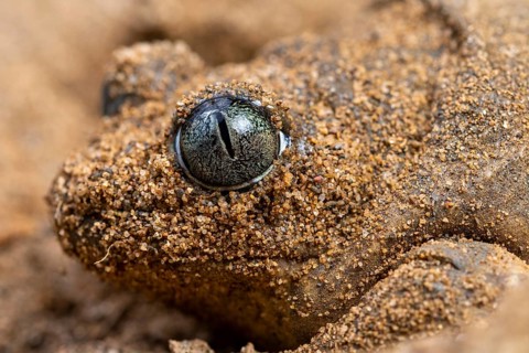 Close-up image of a common spadefoot toad, Pelobates cultripes, with sandy texture covering its