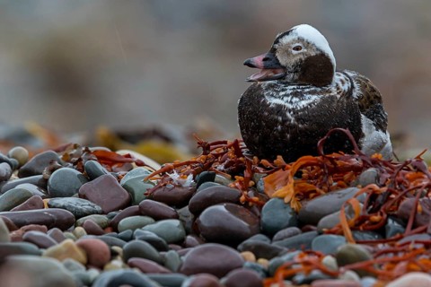 Eisente, Long-tailed Duck, Oldsquaw, Clangula hyemalis, Harelde boréale, Harelde de Miquelon, Pato