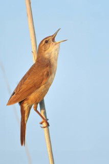 Reed warbler (Locustella lusciniodes), singing male on reed stalk, wildlife, nature photography,