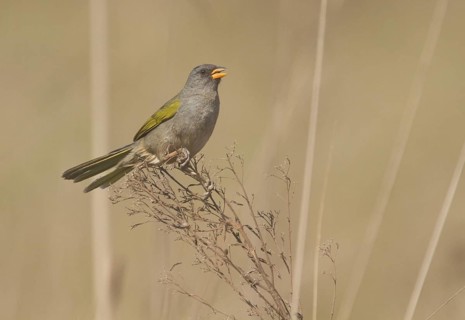 Pampa Finch (Embernagra platensis), Corrientes, Argentina