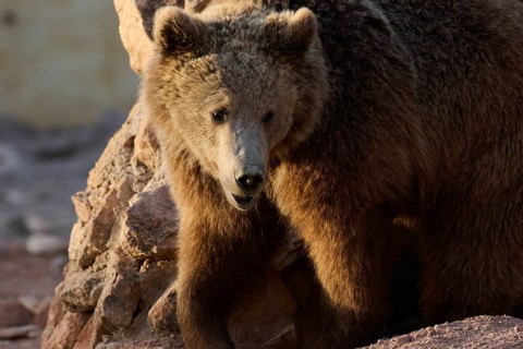 A brown bear stands near a rocky formation, gazing into the distance. Its thick fur is highlighted
