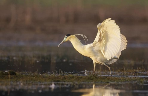 Capped Heron (Pilherodius pileatus) foraging, Mato Grosso, Brazil
