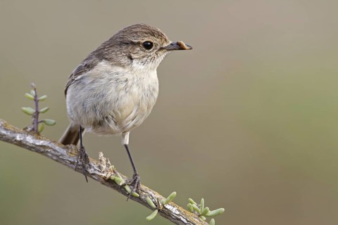 Canary Islands Stonechat (Saxicola dacotiae) female, Fuerteventura, Spain