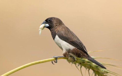 White-rumped Munia (Lonchura striata) feeding on a wheat grain in a natural field, Sreepur,