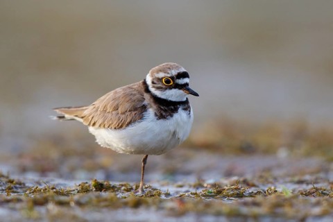 Little Ringed Plover (Charadrius dubius) female, North Rhine-Westphalia, Germany