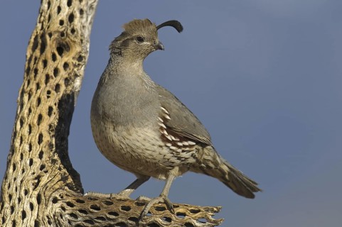 Gambel's Quail (Callipepla gambelii) female, Arizona, USA