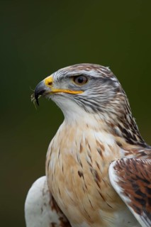 Ferruginous hawk (Buteo regalis) adult bird of prey head portrait, England, United Kingdom -