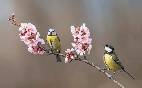 Eurasian Blue Tit & Great Tit (Cyanistes caeruleus & Parus major) perched in flowering almond tree,