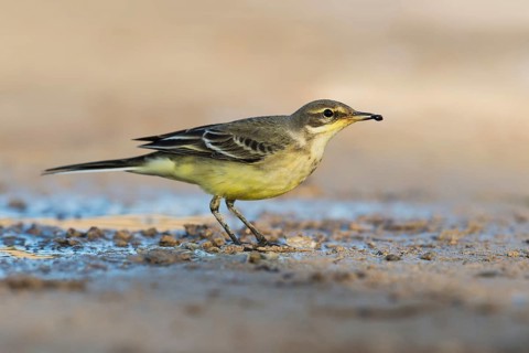 Western Yellow Wagtail (Motacilla flava), Eilat, Israel