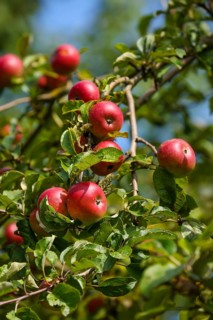 Schwerte, North Rhine-Westphalia, Germany, Ripe apples on a tree in a meadow orchard