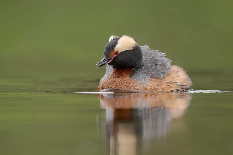 Horned Grebe (Podiceps auritus), Alaska, USA