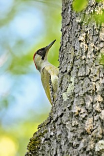 Green woodpecker (Picus viridis), female on a tree trunk, Canton Zug, Switzerland