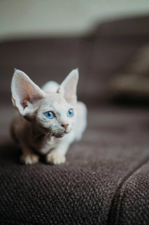 A white Devon Rex cat with striking blue eyes relaxes on a textured brown surface. Its large ears