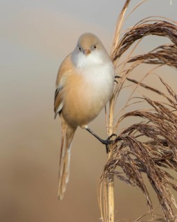 Bearded Reedling (Panurus biarmicus) female perched on a reed stalk, Baden-Wuerttemberg, Germany