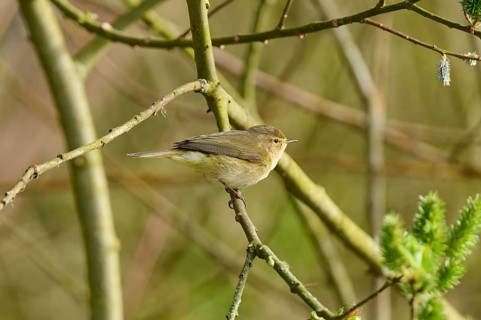 A small bird sitting on a branch in the greenery, chiffchaff (Phylloscopus collybita), spring, bird
