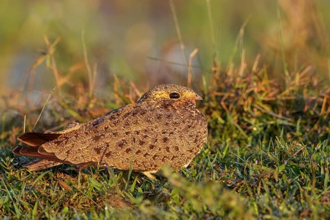 Nacunda Nighthawk (Podager nacunda) perched on the ground in the Pantanal region of Brazil