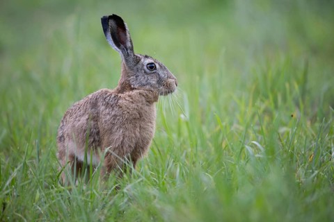 European hare (Lepus europaeus) in a forest clearing, Tyrol, Austria
