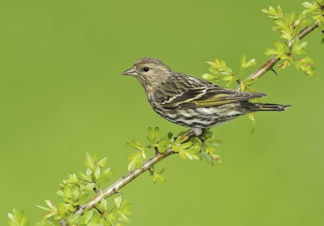 Pine Siskin (Spinus pinus), British Columbia, Canada