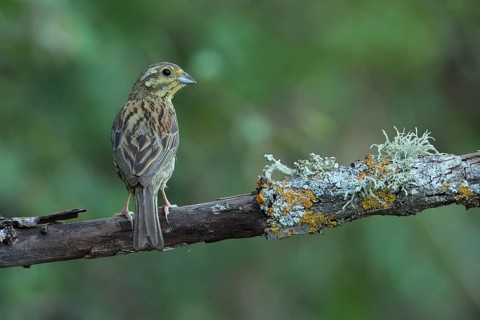 Cirl Bunting (Emberiza cirlus) female, Andalusia, Spain