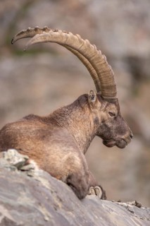 Ibex (Capra ibex) in the rocky mountains of the Italian Alps in the Gran Paradiso National Park.