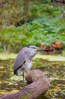 A Grey Heron, Ardea cinerea, stands on a log lying in a pond. Fresh green vegetation is in the