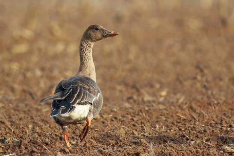 Tundra Bean Goose (Anser serrirostris rossicus) on field, North Rhine-Westphalia, Germany