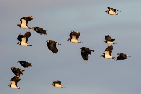 Northern Lapwing (Vanellus vanellus) group flying, Netherlands