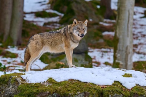 A wolf stands at attention on a snow cliff in the forest, Wolf (Canis Lupus), Germany