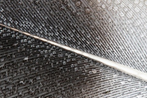 Wood pigeon (Columba palumbus) adult bird close up of dew drops on a wing feather, Suffolk,