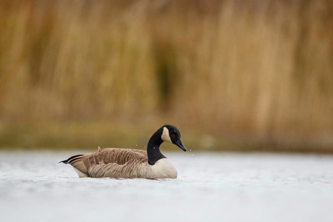 Canada Goose (Branta canadensis), North Rhine-Westphalia, Germany
