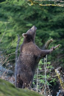 One young eurasian brown bear (Ursus arctos arctos) climbing up a vertical branch and tries to