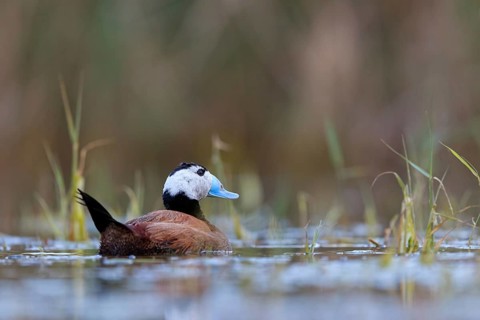 White-headed Ruddy Duck, (Oxyura leucocephala), male, drake, Hides de El Taray Floating Hid,