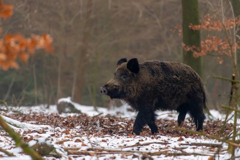 Wild boar (Sus scrofa) in the snow, wild boar, Melle, Lower Saxony, Germany