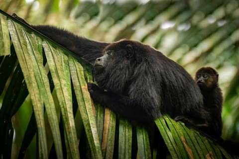 A howler monkey and its baby perched on a large green leaf in the lush Belizean rainforest. The