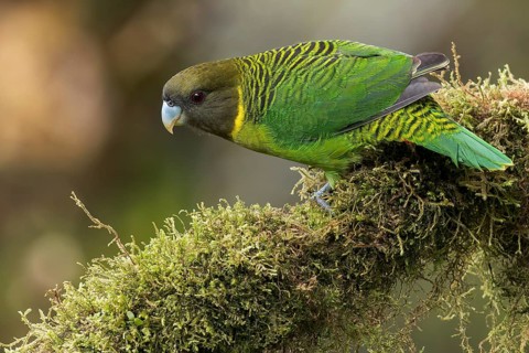 Brehm's Tiger Parrot (Psittacella brehmii) perched on a branch in Papua New Guinea