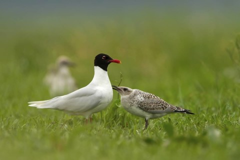 Mediterranean Gull (Ichthyaetus melanocephalus) juvenile, Utrecht, Netherlands