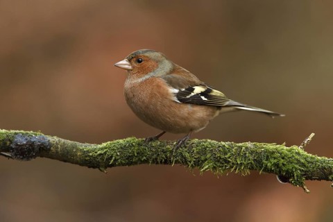 Common Chaffinch (Fringilla coelebs) male, Utrecht, Netherlands