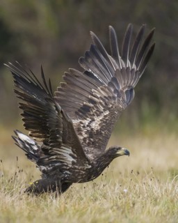 White-tailed Eagle (Haliaeetus albicilla) flying, Kutno, Poland