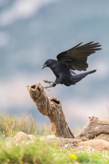 Common raven (Corvus corax) in flight, Pyrenees, Catalonia, Spain