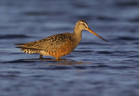 Canada, Manitoba, June, breeding male
