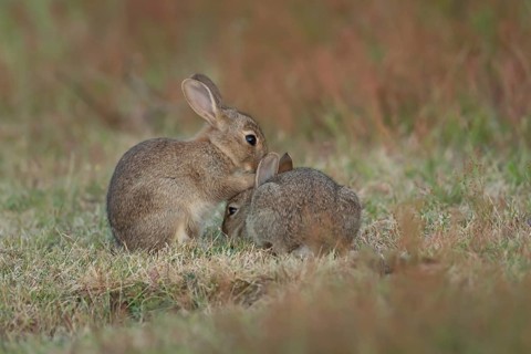 Rabbit (Oryctolagus cuniculus) two juvenile baby bunnies animals playing in grassland in summer,