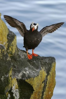 Tufted Puffin (Fratercula cirrhata), Alaska, USA