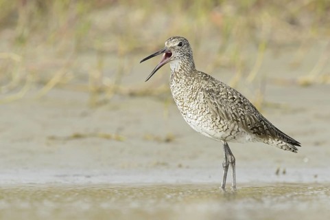 Willet (Tringa semipalmata) calling, Texas, USA