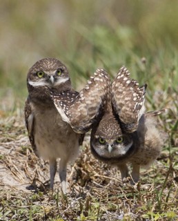 Burrowing Owl (Athene cunicularia) juvenile, Florida, USA