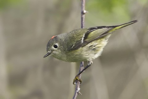 Ruby-crowned Kinglet (Regulus calendula), Texas, USA