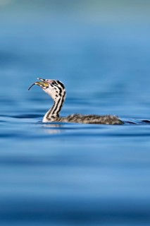 Great Crested Grebe (Podiceps Scalloped ribbonfish), chicks swimming in the water, Lake Zug, Canton